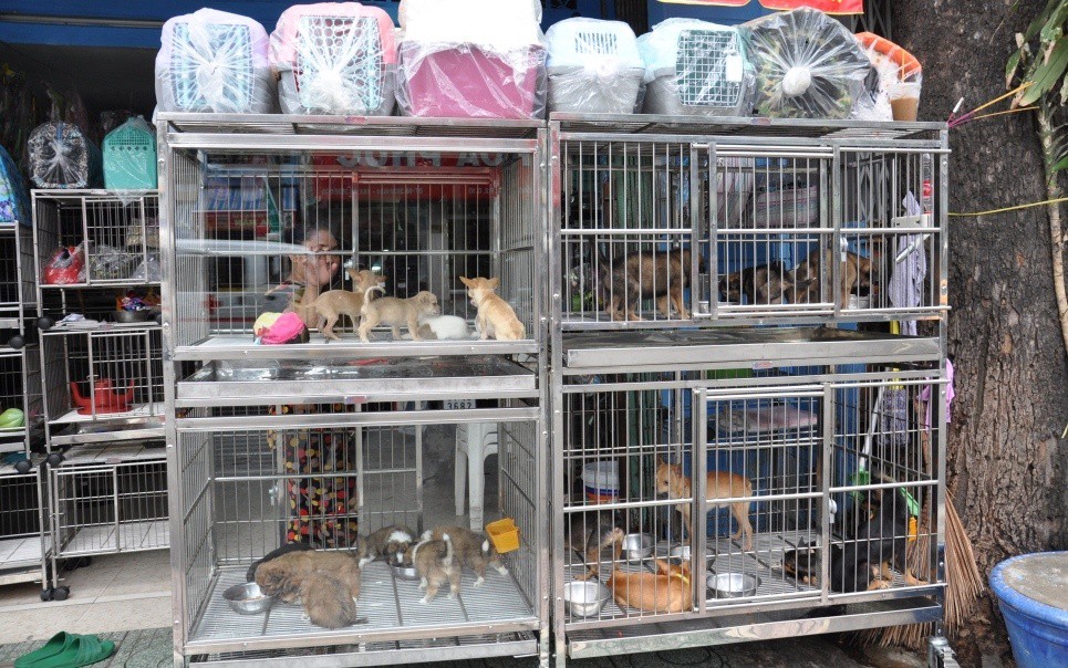 PET STREETS in Ho Chi Minh Saigon on Bikes Motorbike Food Tours